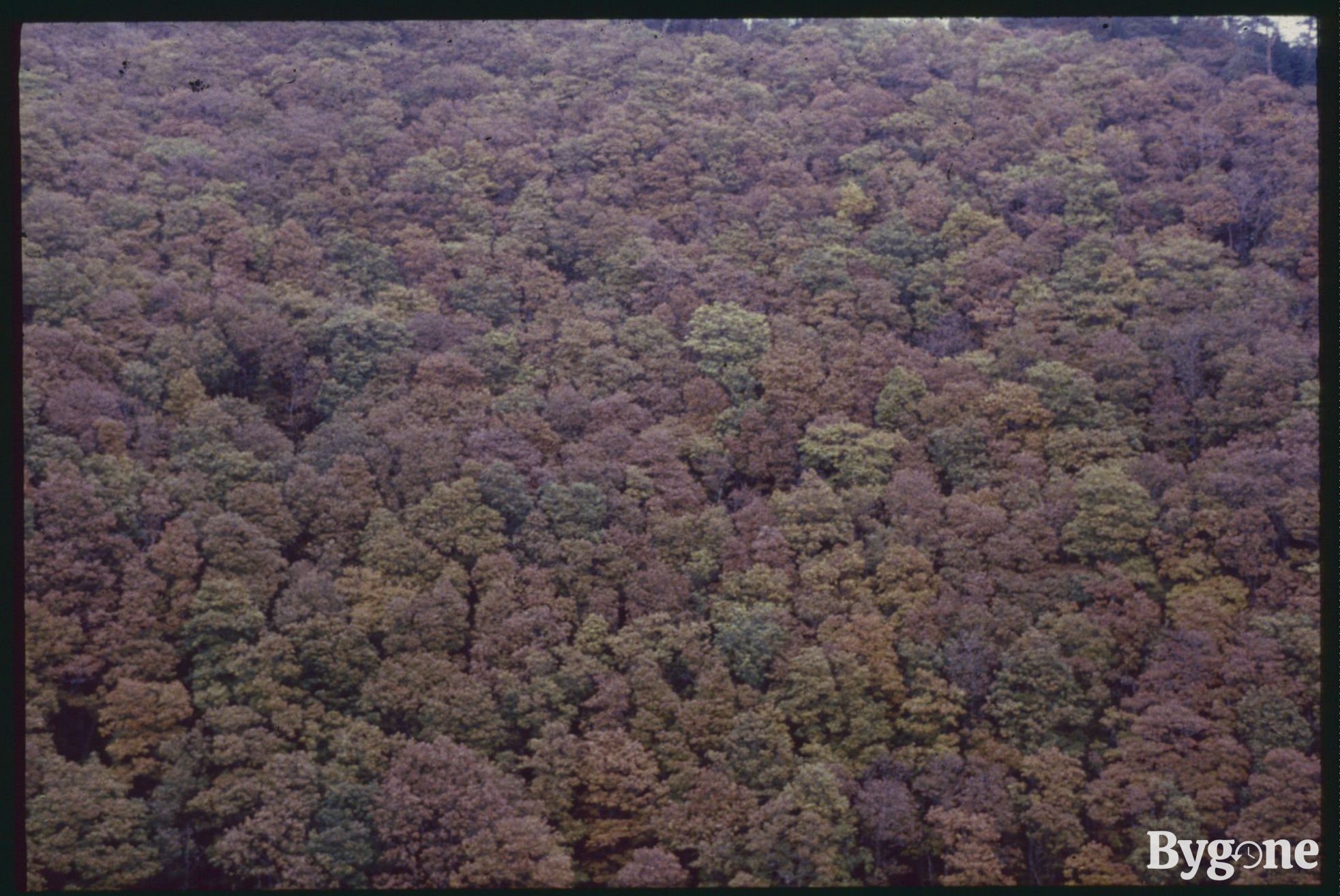 Aerial view of unknown forest - Growing Concerns