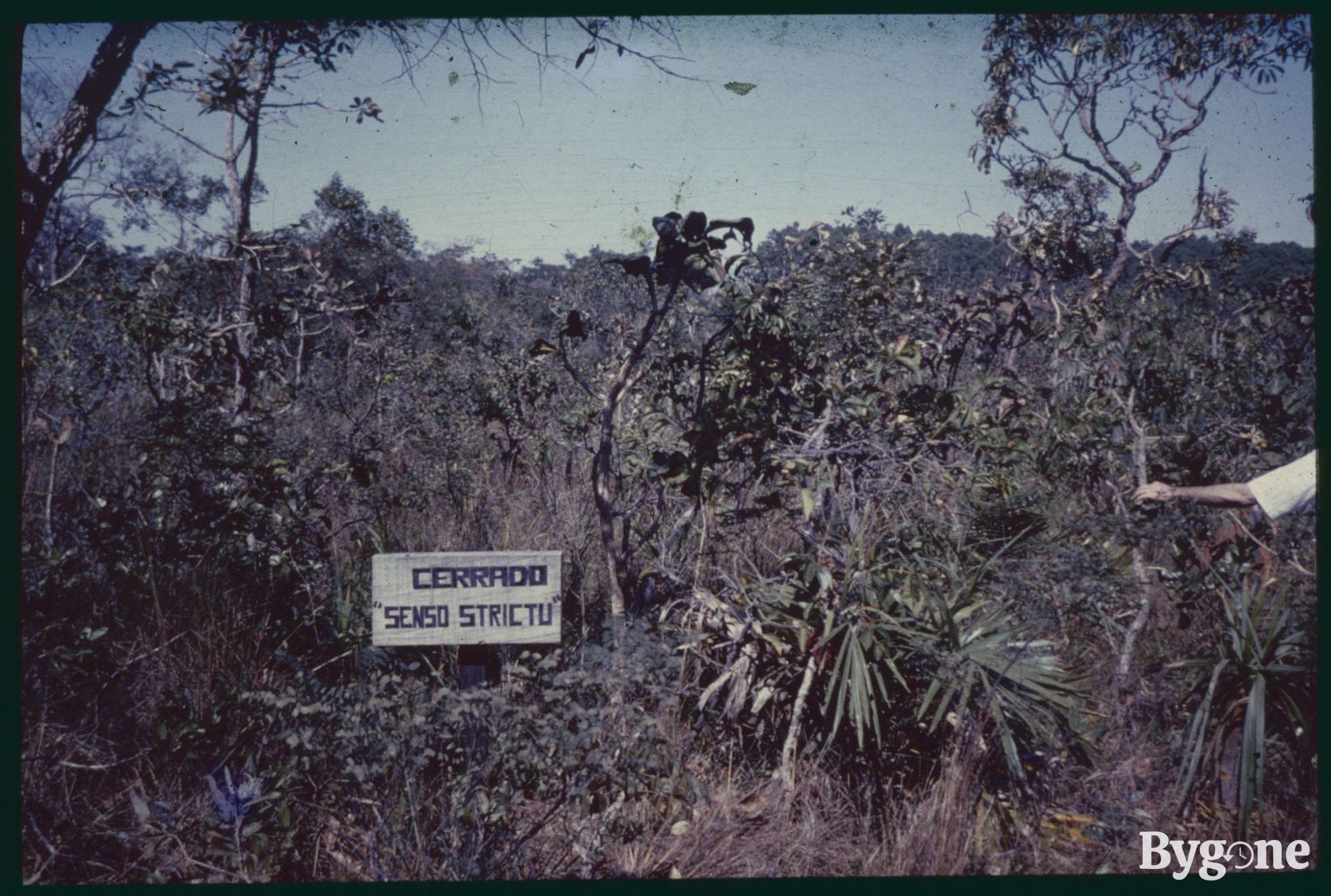 There is a mass of small trees, bushes, shrubs and long grass overgrowing. A small wooden sign sits in the lower left of the frame amongst the greenery that reads Cerrado, “senso strictu.”