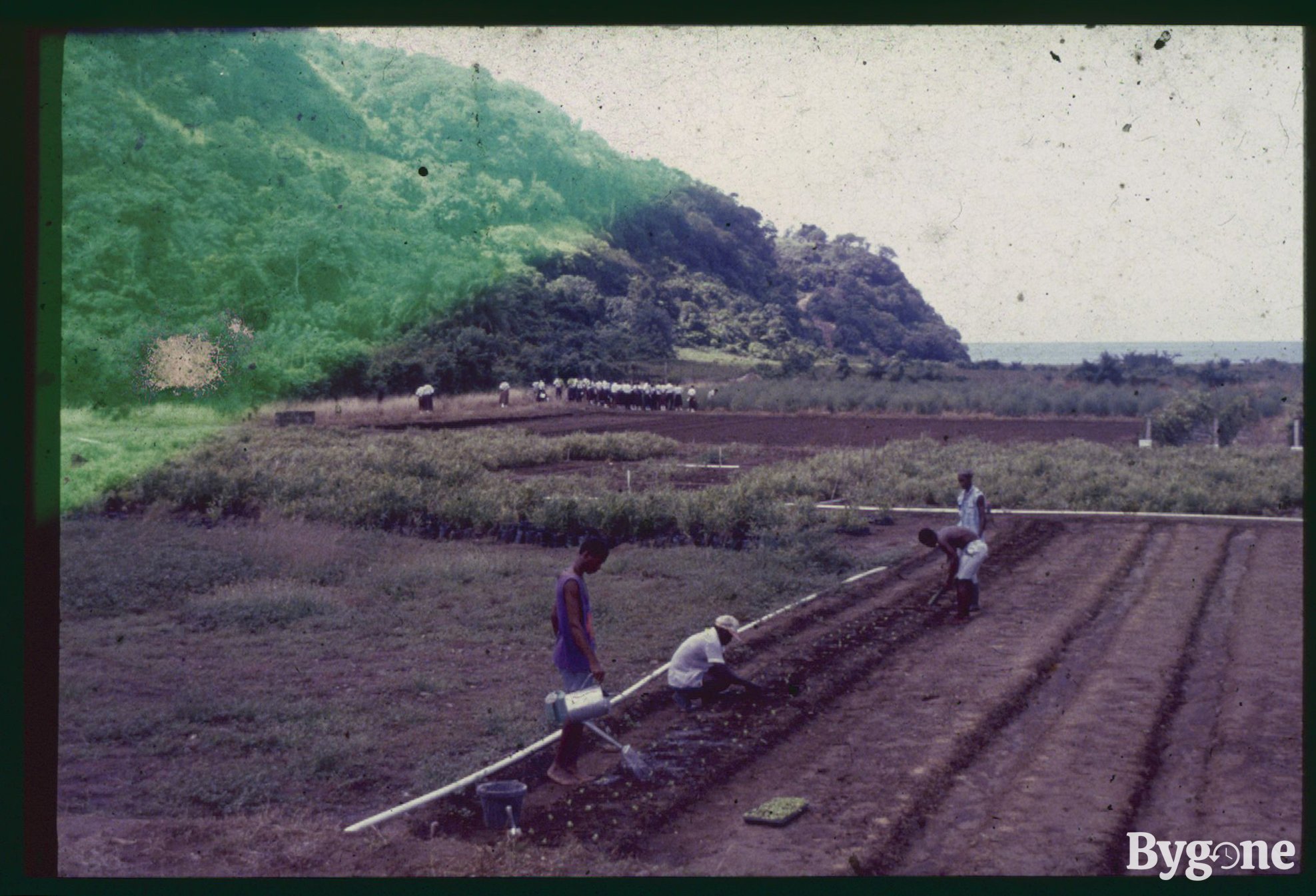 Crop Gardening - Growing Concerns