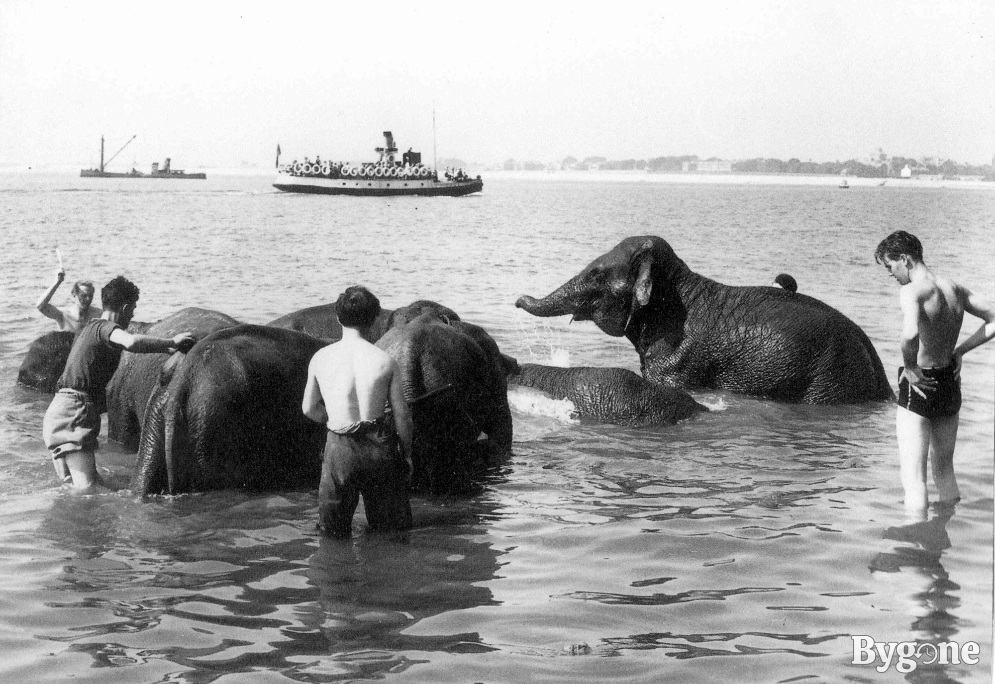 Elephants cooling off in the sea, Southsea, Portsmouth, Hampshire