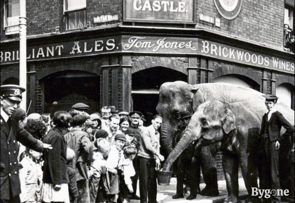 Elephants outside the Elephant and Castle, Sultan Road