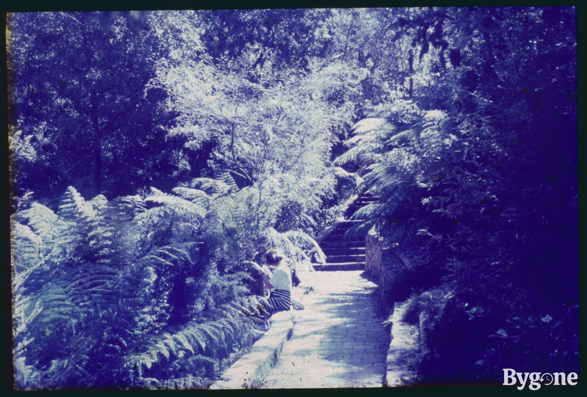 There is a stone pathway with an abundance of ferns growing on either side. To the left of the frame, a lady with short brown hair, wearing a white shirt and black and white striped skirt is sitting on a raised wall upon the path, looking at something she’s holding. The stone pathway turns into stone steps ascending deeper into the greenery. The slide has incurred some damage or possible light leak, filtering the whole image with a faint light blue.