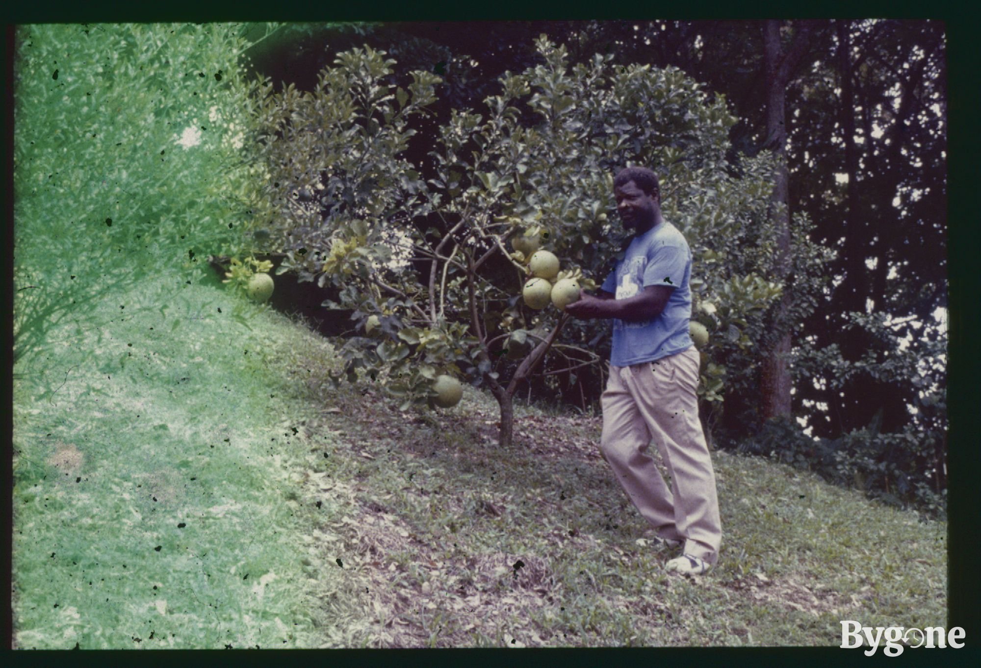Man with Breadfruit - Growing Concerns