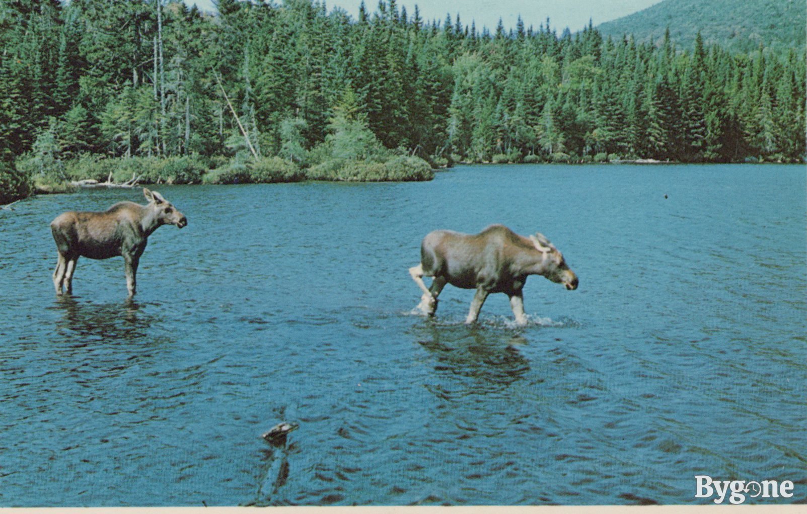 Moose / meese postcard