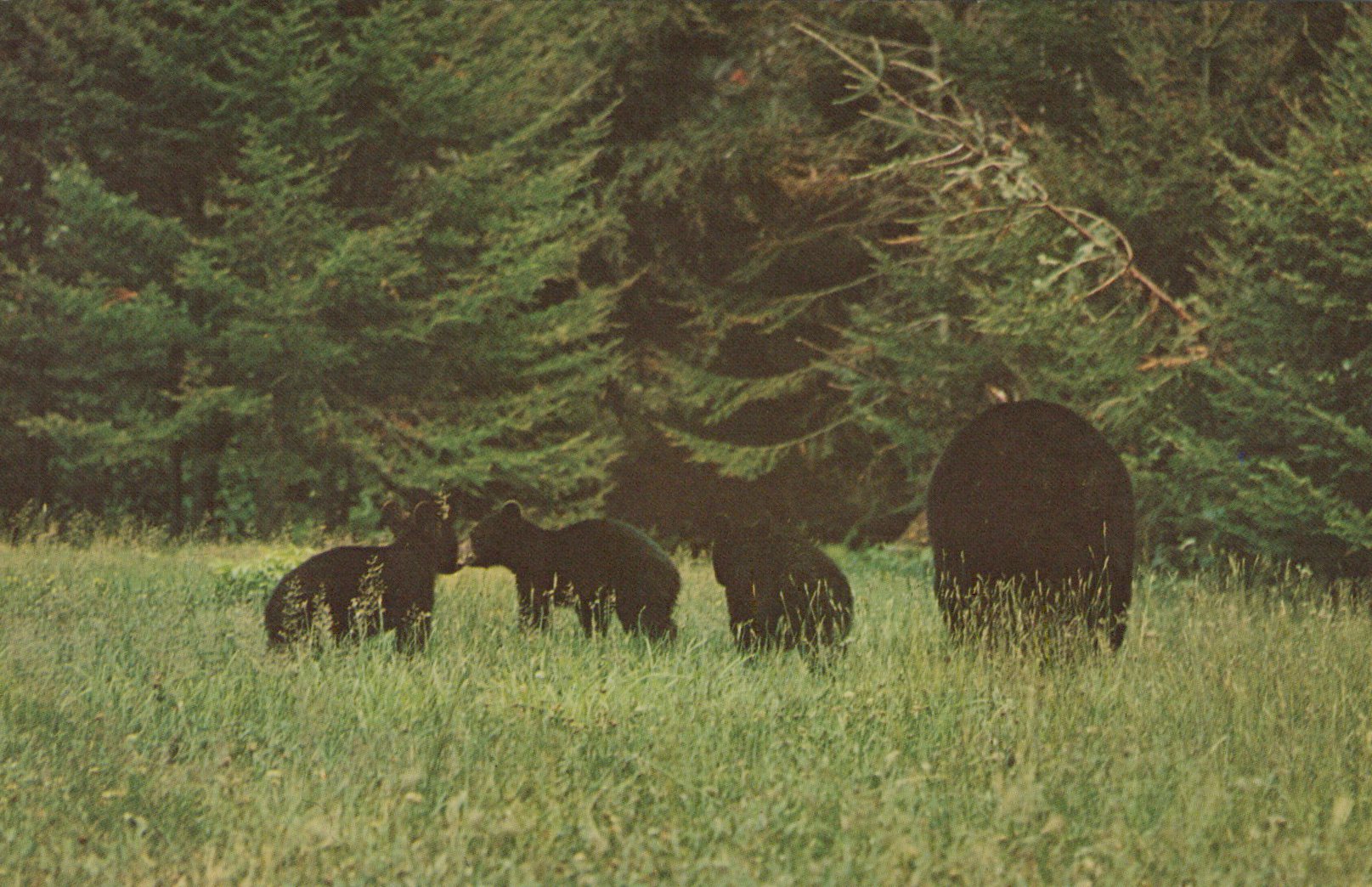 Mother Bear and triplets, Maine