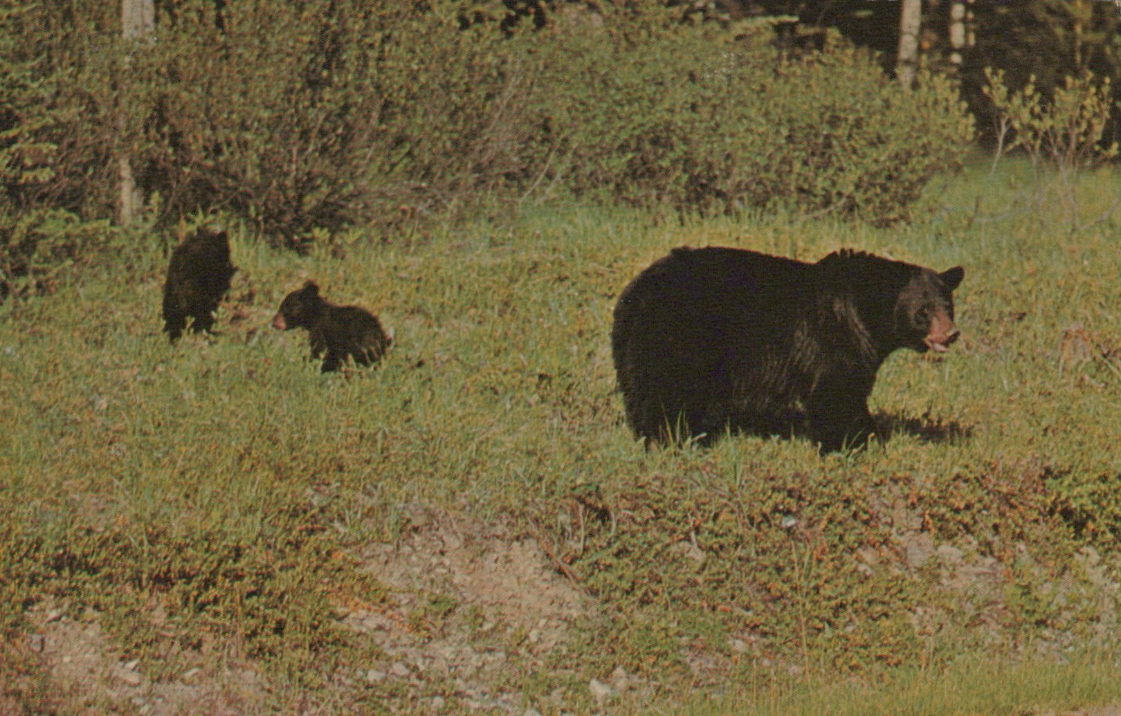 Mother bear and two cubs