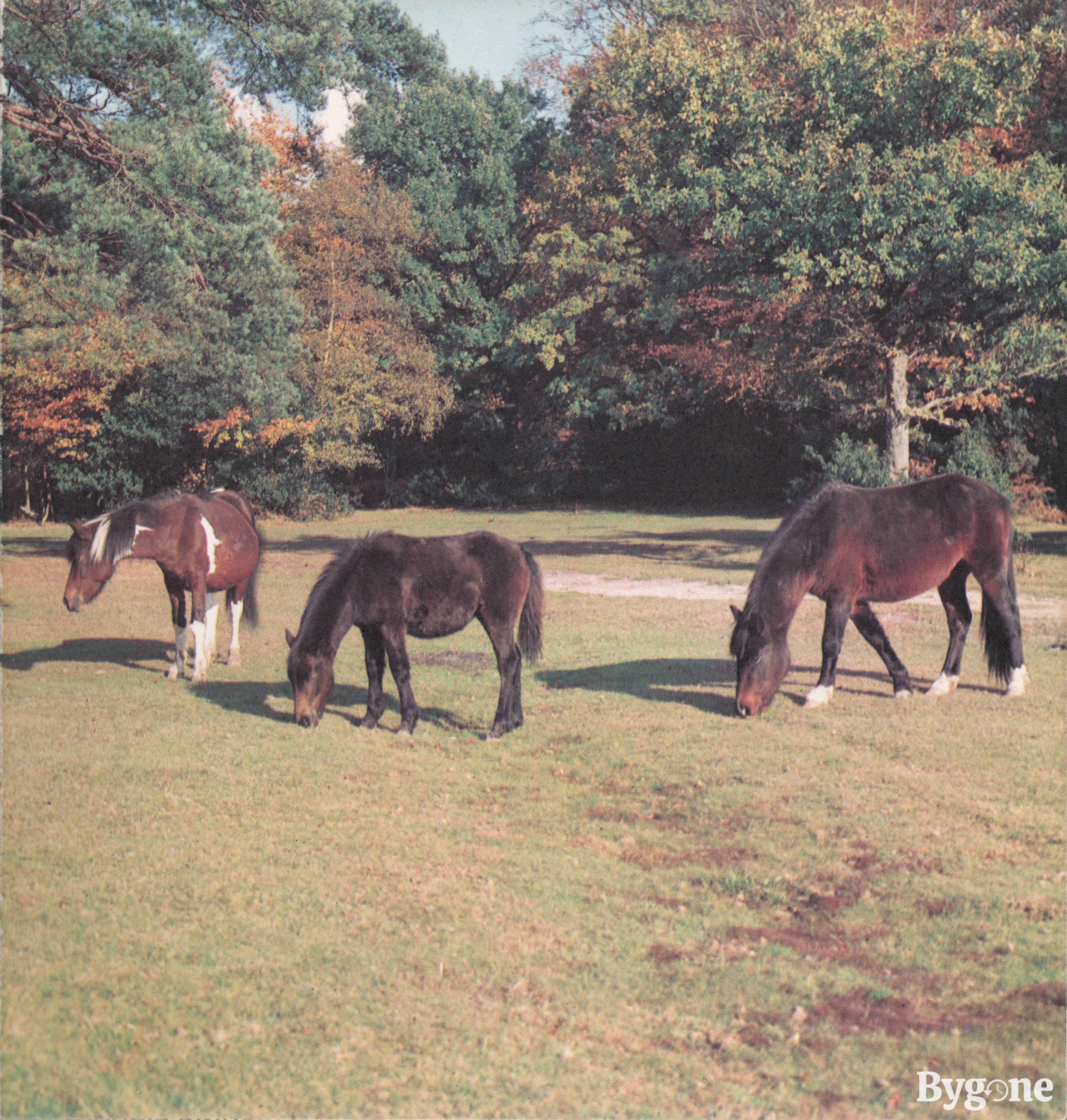 Ponies of the New Forest