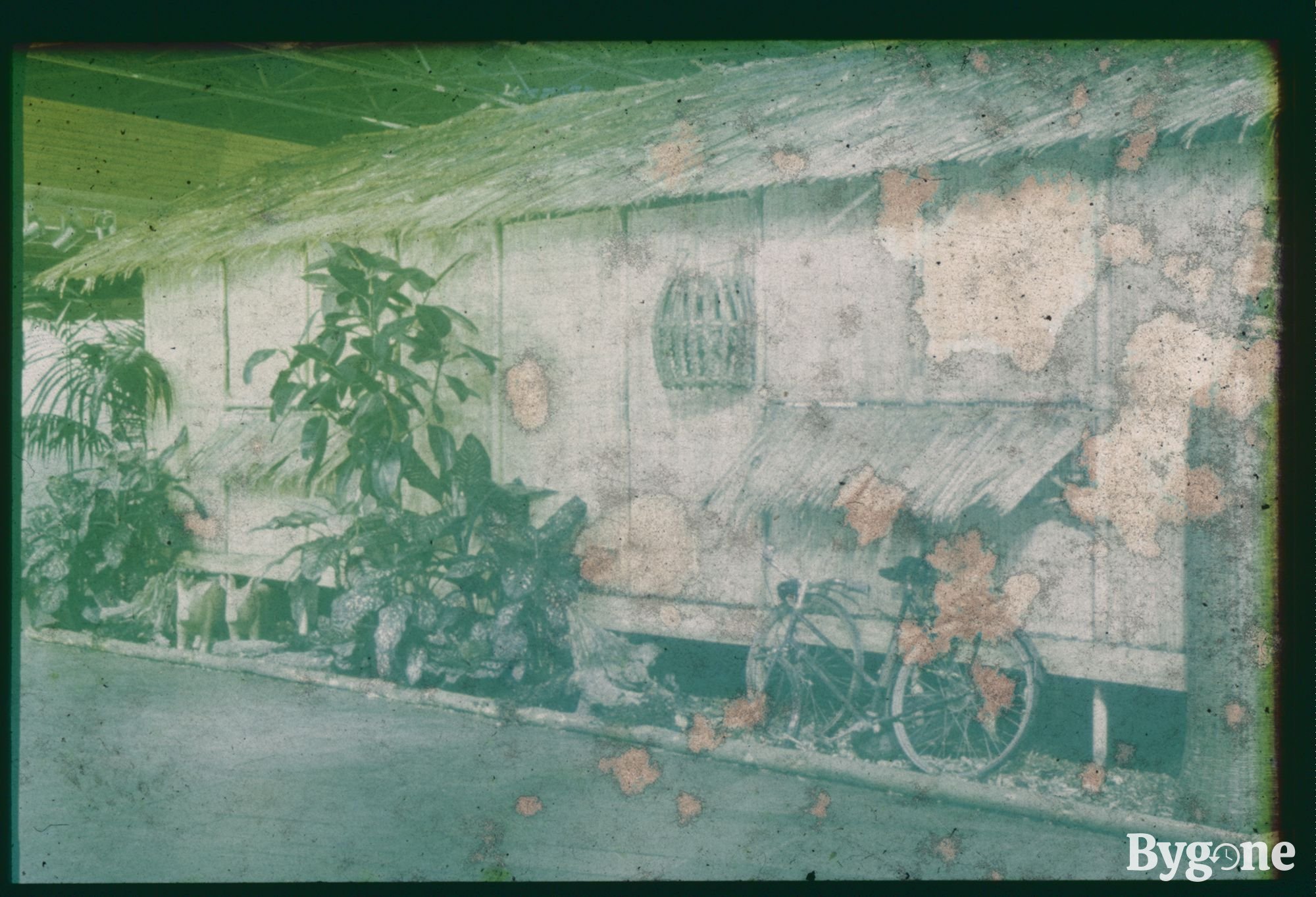 A life-size exhibit of a wooden shack with potted plants, a bicycle and two wooden pigs displayed along the side of it. The slide has incurred some damage, possibly water or bacterial, which has turned the whole of the image a bright neon green colour, with beige patches flecked across the frame.