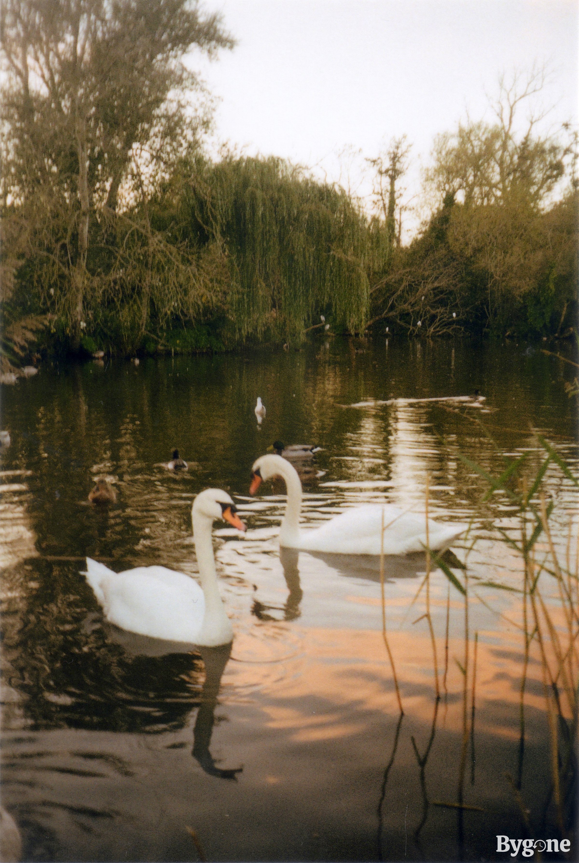 Swans at Langstone, Mill Pond, Havant