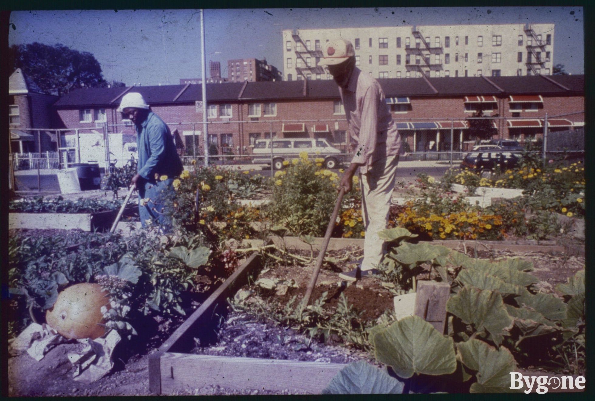 An allotment situated in an urban environment with a road and houses in the backdrop. There are large wooden planters bursting with a shower of orange and yellow flowers, various green herbs and plants. A tall Black man with patches of grey in his beard is tilling a herb planter in the centre of the frame. To the left there is a young Black man wearing double denim and a white hat tilling another planter, just in front, a very large round pumpkin is growing in the soil.