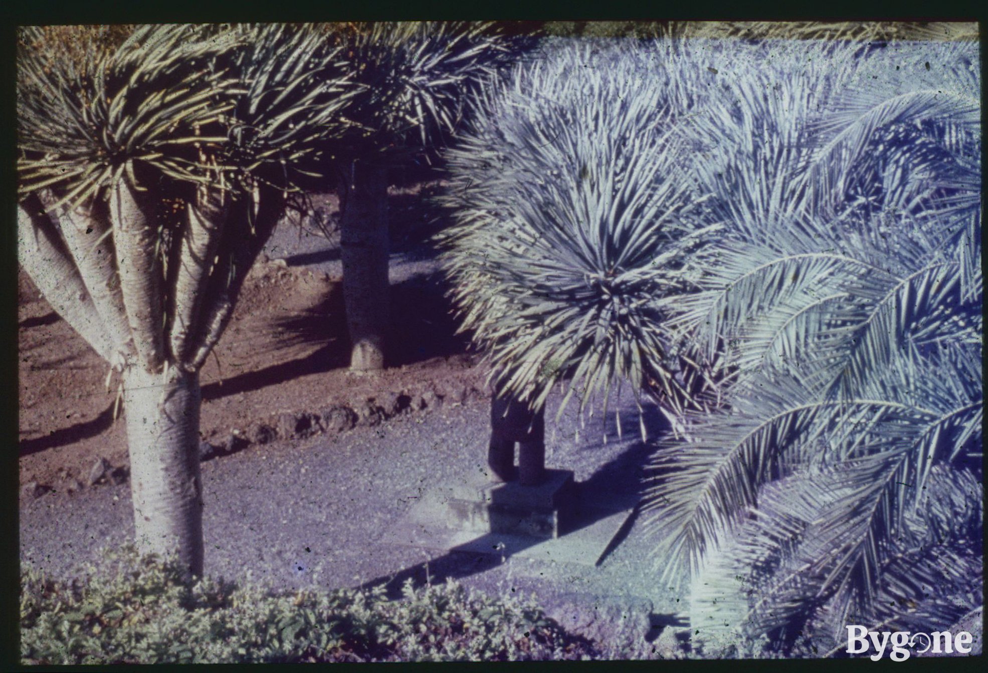 Close up of a small Yucca tree and a bunch of palm leaves fanning out into the right hand side of the frame. The slide has incurred some damage or possible light leak, turning the right side of the image a faint blue.