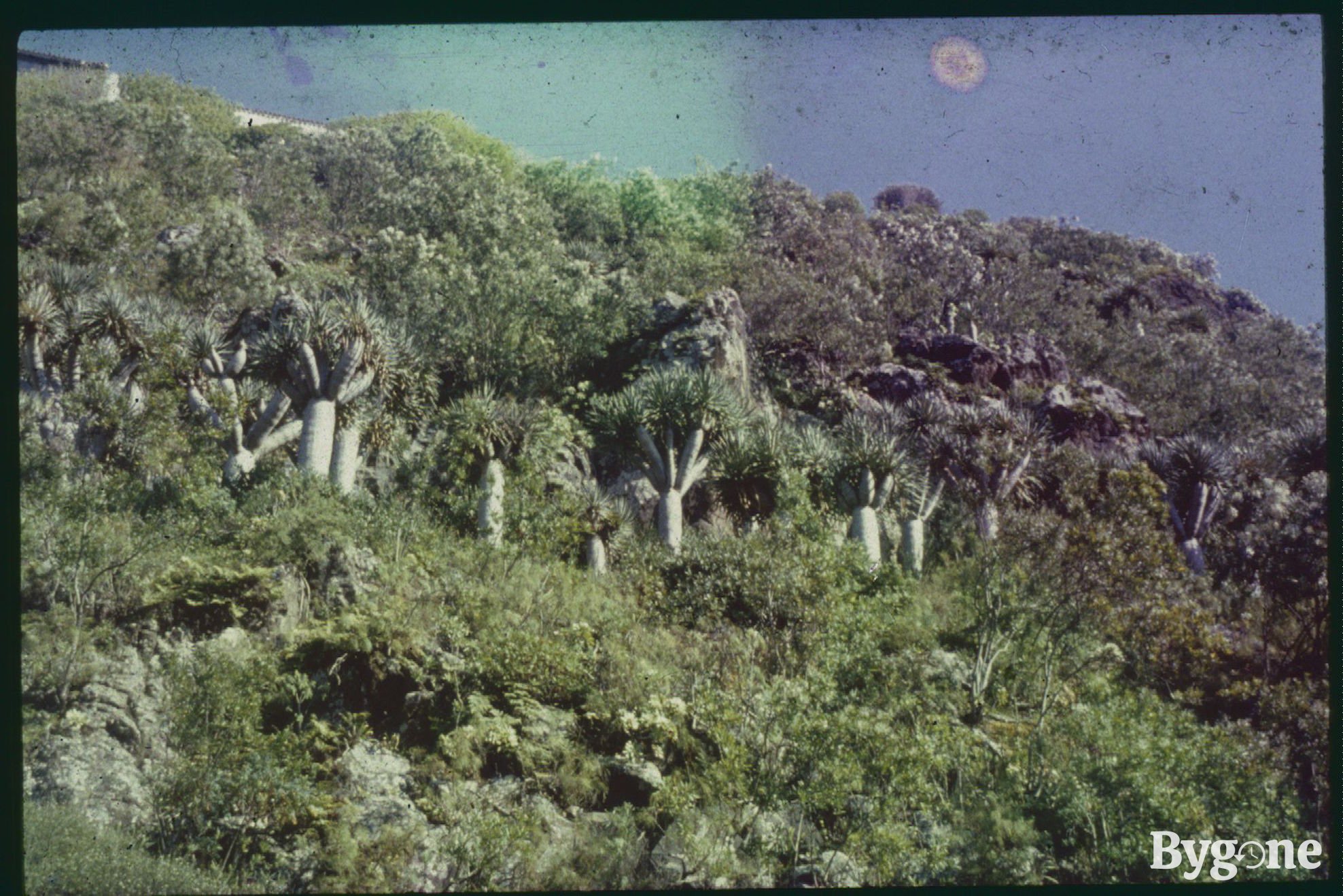 A rocky hillside with a row of yucca trees amongst vegetation and grass overgrowing.