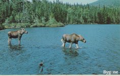 2024_Summer_Various_Pine_bush_NY_0030.jpg
