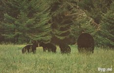 2024_Summer_Various_Pine_bush_NY_0029.jpg