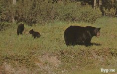 2024_Summer_Various_Pine_bush_NY_0026.jpg