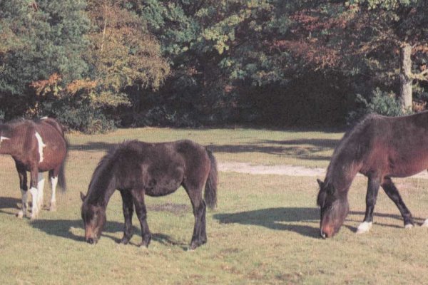 Ponies of the New Forest