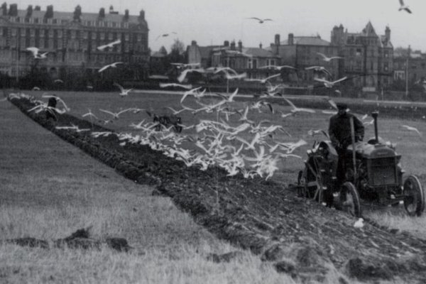 Southsea Common being tilled to grow food for the war effort