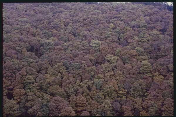 Aerial view of unknown forest - Growing Concerns