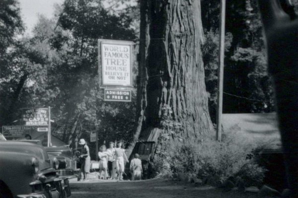 World Famous Treehouse, The Fraternal Monarch, California, 1951