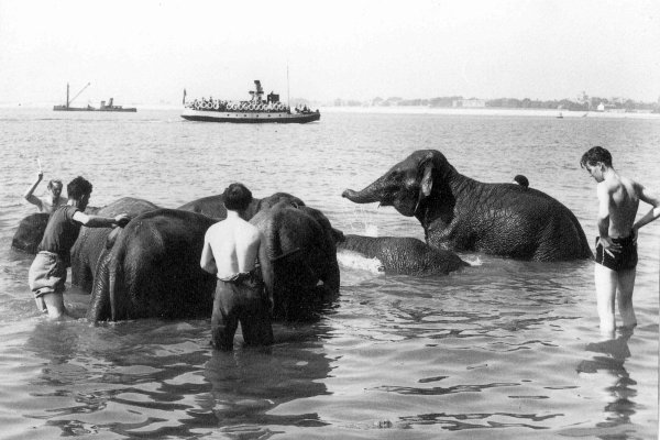 Elephants cooling off in the sea, Southsea, Portsmouth, Hampshire