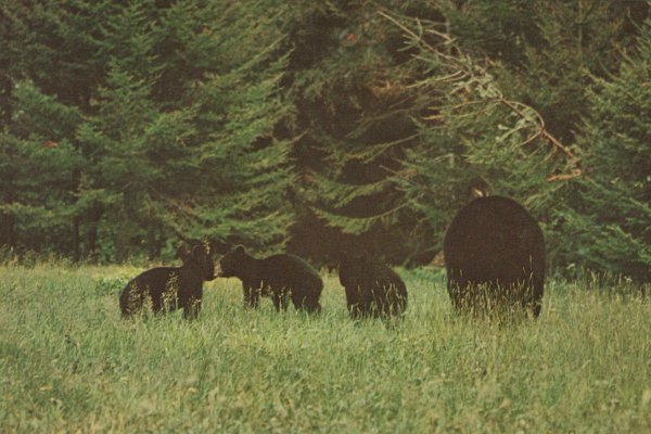 Mother Bear and triplets, Maine