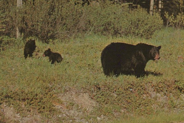 Mother bear and two cubs